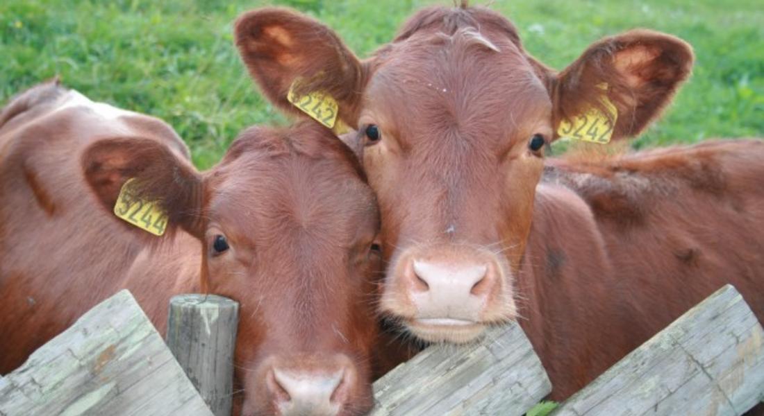 Допълнителни субсидии от 30 лева на глава добитък получиха животновъдите