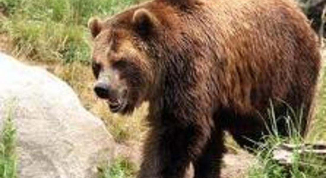 200 броя спрейове за отблъскване на мечки изпрати МОСВ 