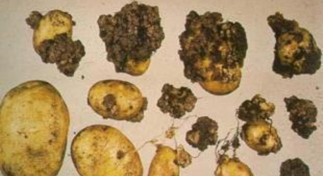  Златоград създава организация за борбата с рак  по картофите 