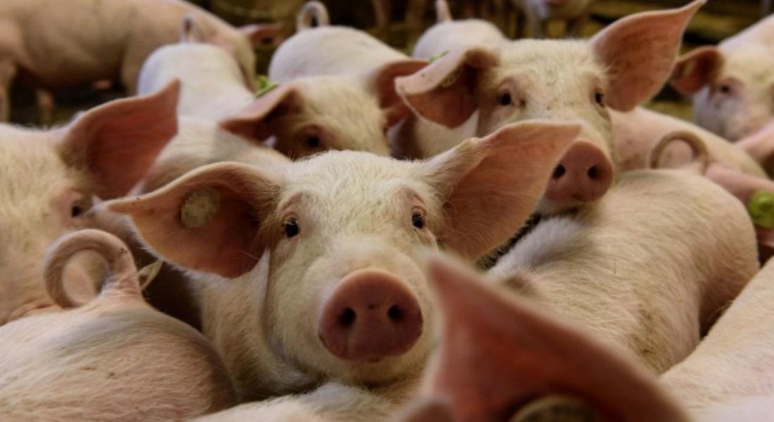 Предприемат мерки за недопускане на Африканска чума по свинете