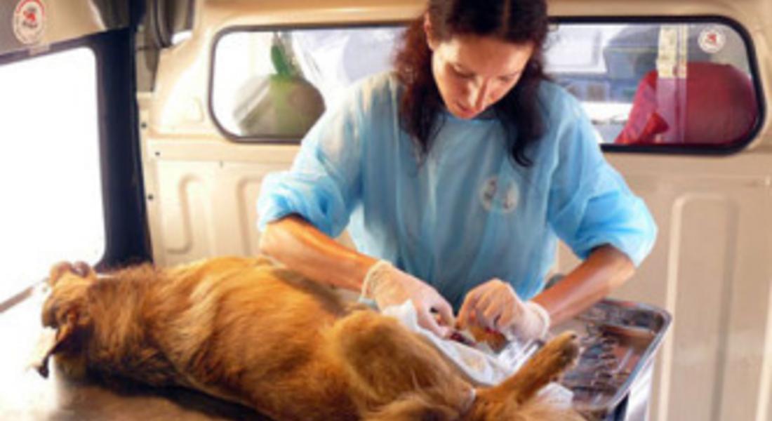 Фондация „Четири лапи” ще извършва безплатна кастрация на домашни животни в Златоград