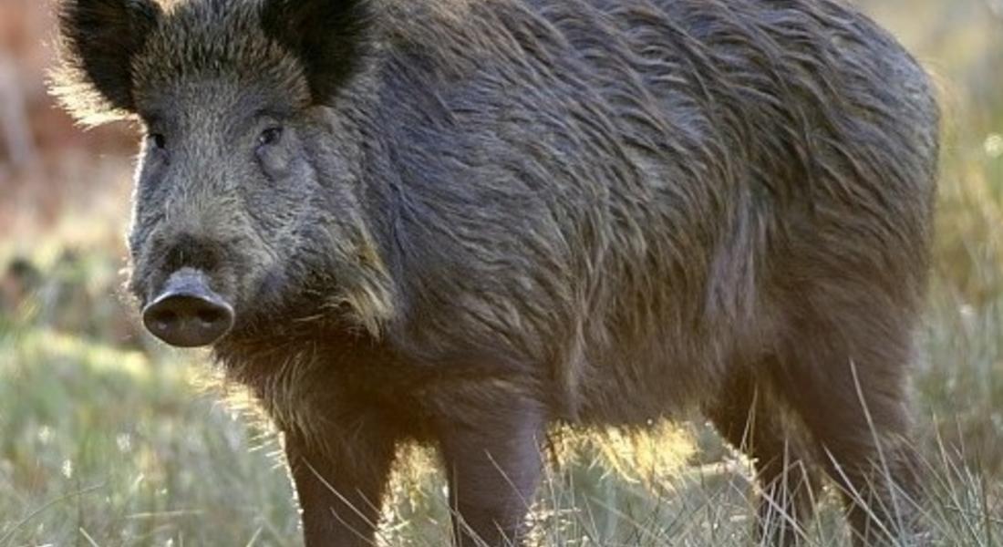 4 благородни елена, 208 сърни, 693 диви свине, 90 заека, 16 вълка и  645 лисици са отстреляни през ловния сезон в Смолянско