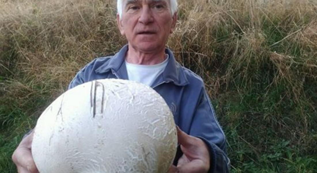 Гъба гигант намери смолянчанин край Чокманово