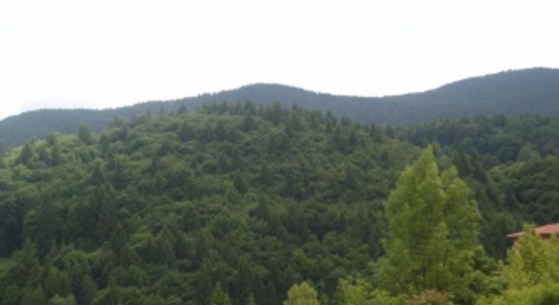 ГЕРБ обмисля да върне горите към Министерството на земеделието