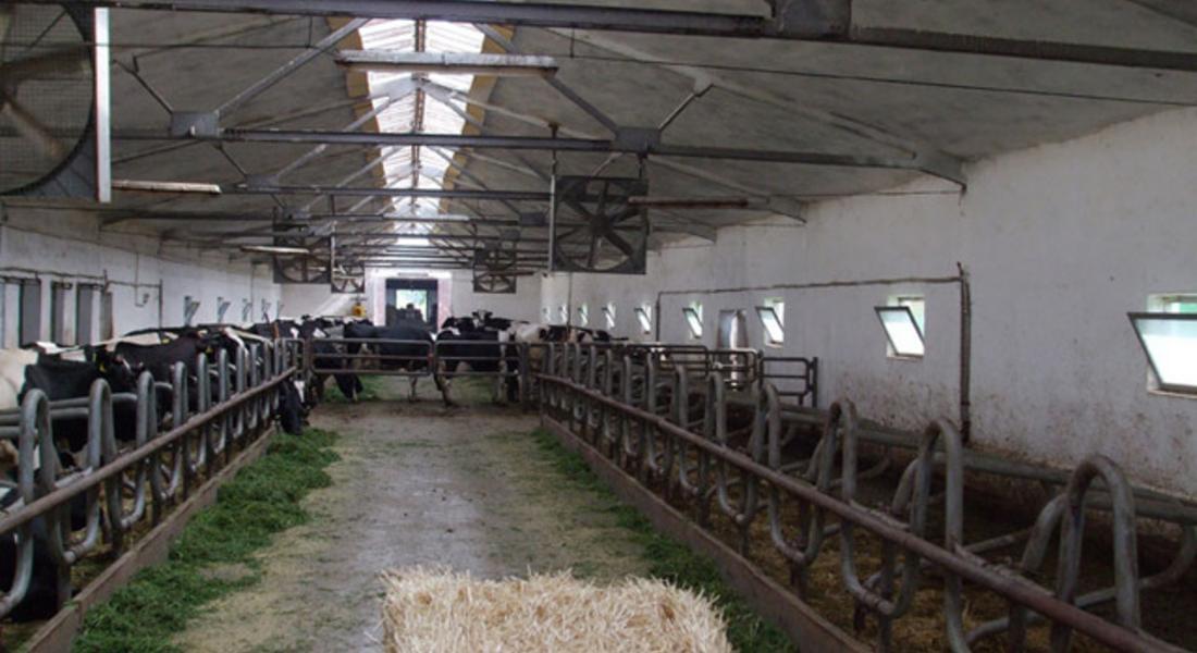България ще поиска още 18 месеца отсрочка за преструктуриране на млечните ферми 