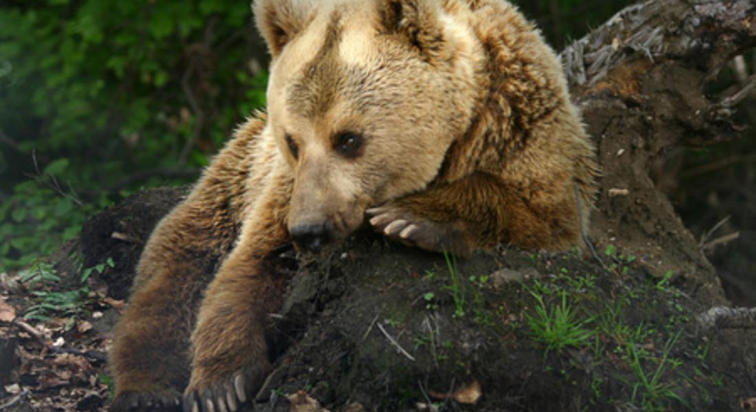Държавата ще мести мечки извън Смолянско