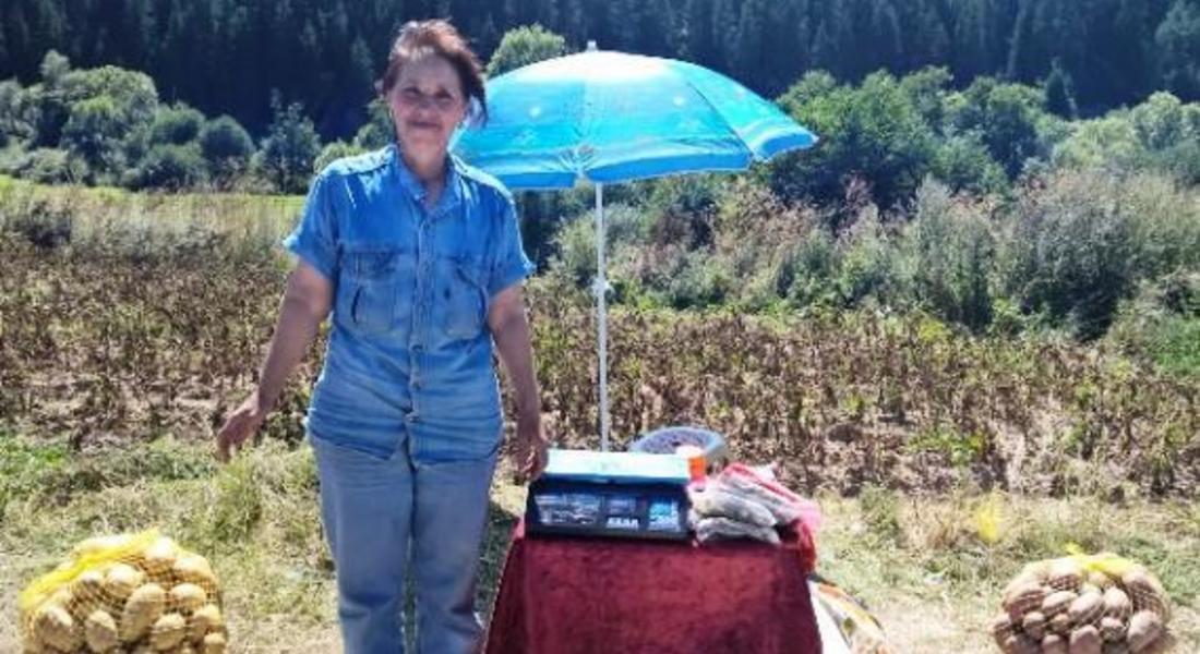  Започна ваденето на картофи реколта 2015-та в района на община Доспат 