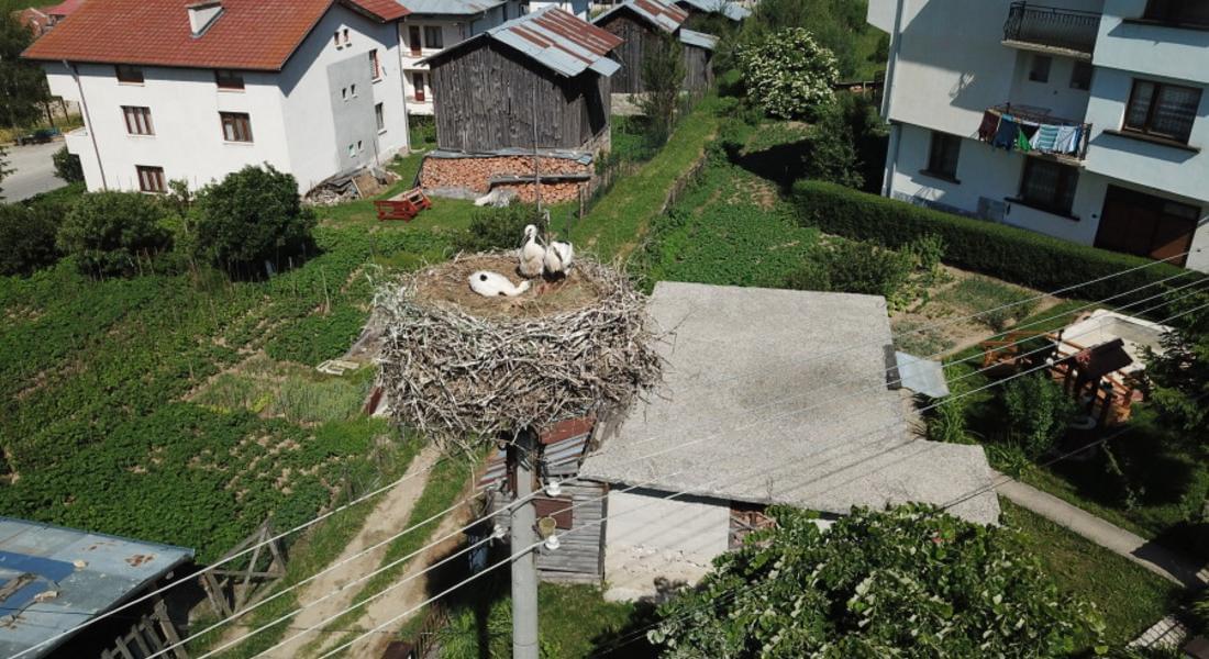 Спасеното щъркелче в село Борино се развива нормално