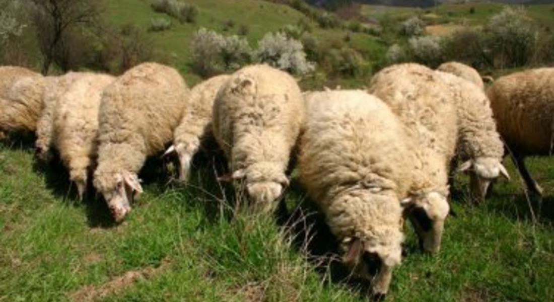 Мечка уби овца в Малево, други 54 се задушиха