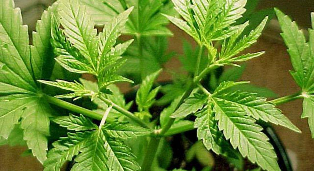 Откриха марихуана в жилището на 25-годишен в Чепеларе