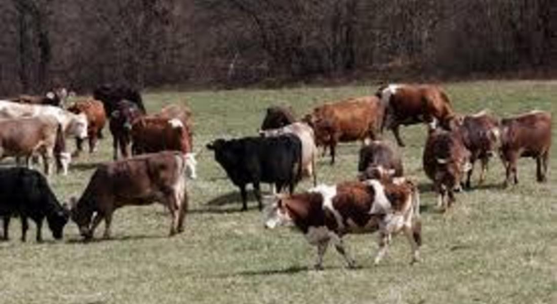 НССЗ ще проведе семинар на тема „Млечна продуктивност на крави от българско родопско говедо“ в Смолян