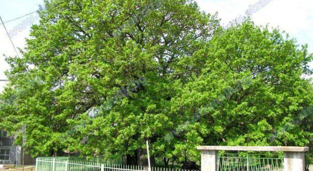 Стартира процедура за обявяване на вековно дърво за защитено