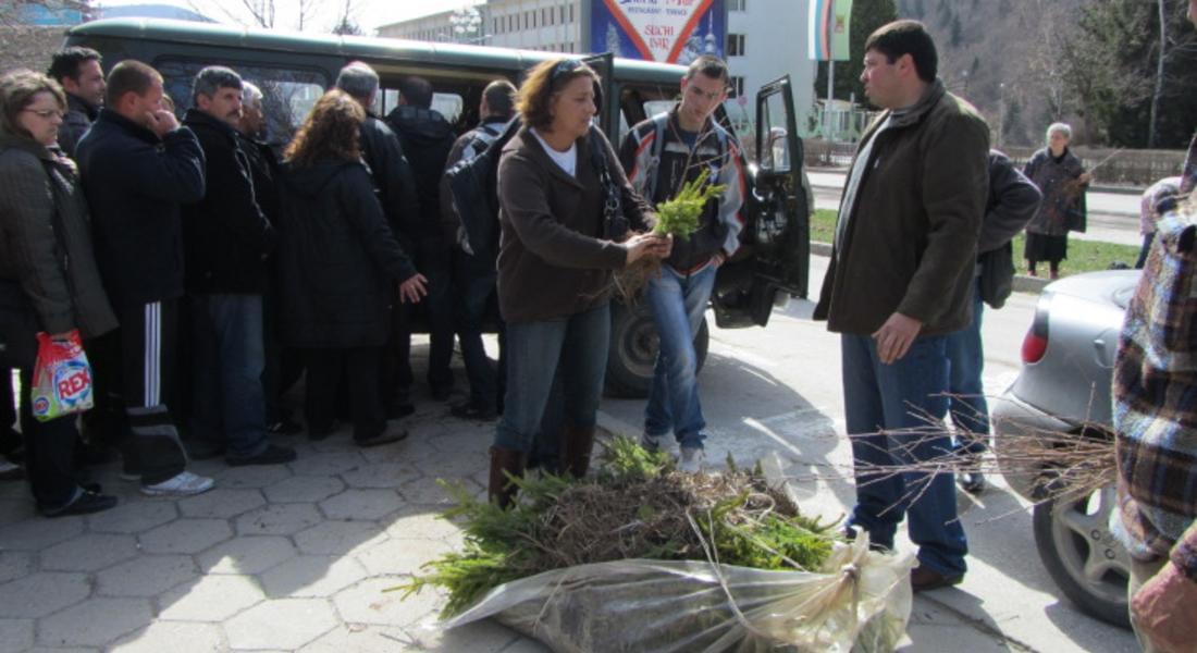 Зам.-кметът Георги Даскалов си взе елхичка и обеща да я засади