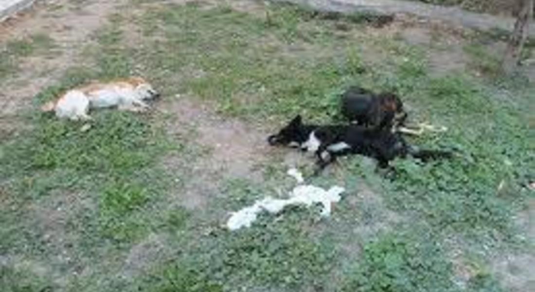  Полицията проверява сигнали за отровени кучета в рудоземско село