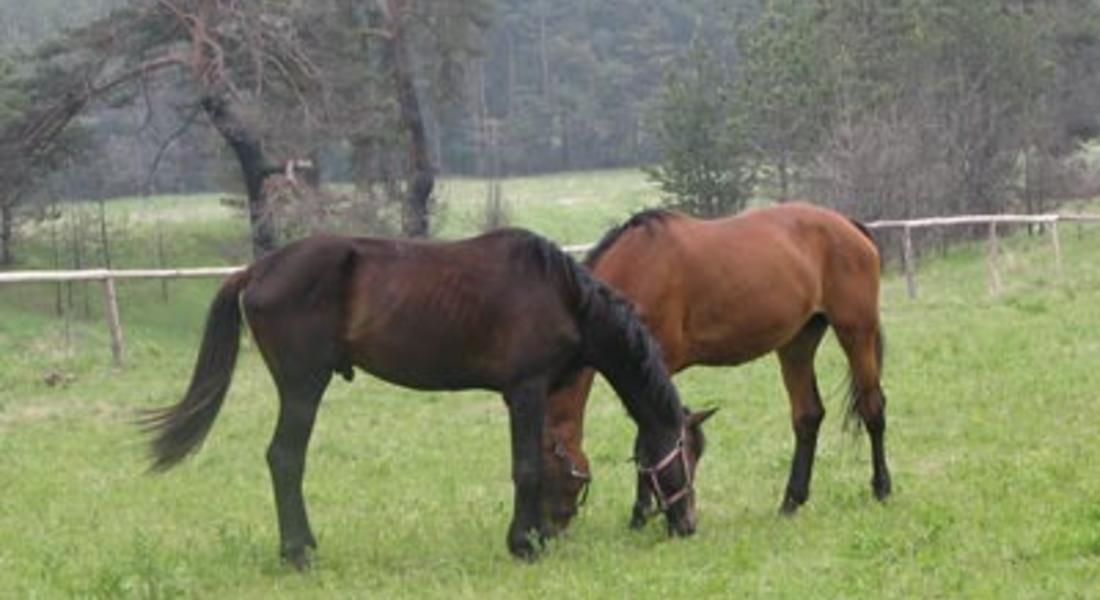 Полицията в Девин изяснява кражба на два коня от Доспат
