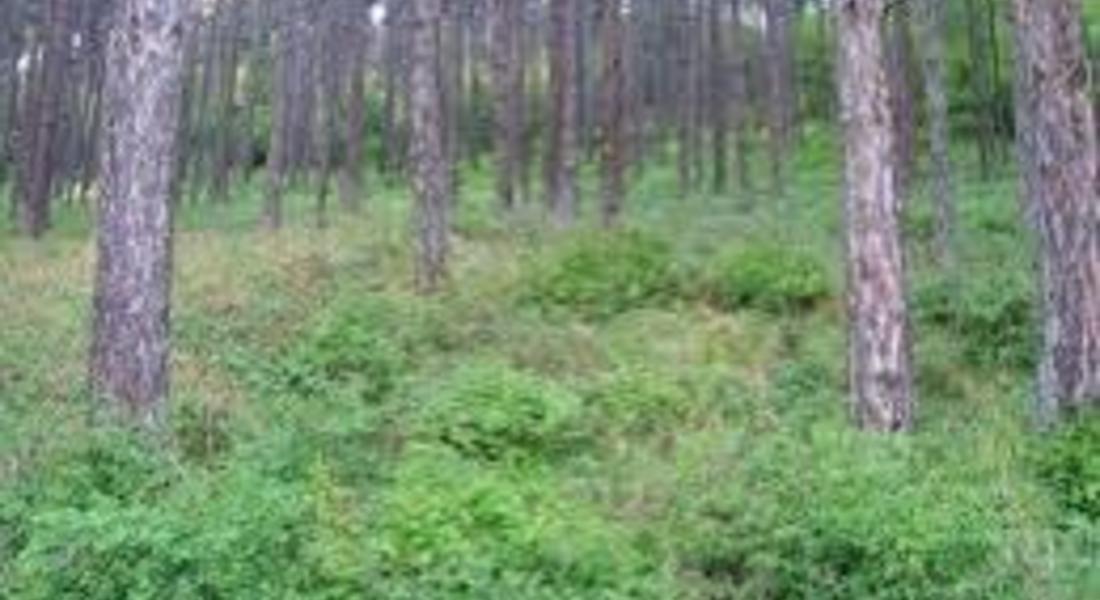 Над 35 000 декара иглолистни гори в Смолянско съхнат