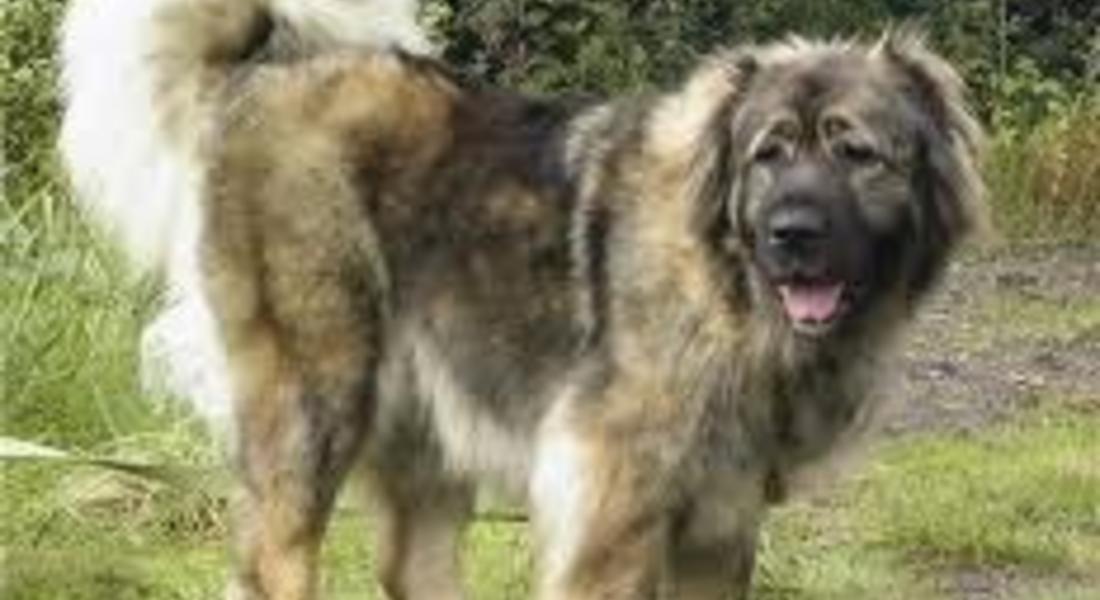 Ловец гръмна овчарско куче край Златоград
