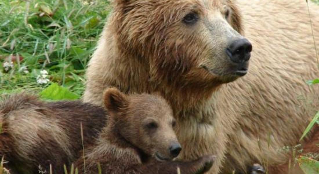    Експерти на РИОСВ – Смолян провериха сигнал за появила се мечка с малко мече край с. Кутела