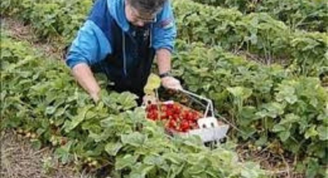 Набират кандидати за бране на ягоди в Испания