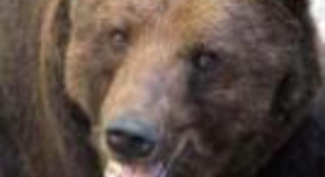Отстреляна е мечката която уби човек в района на село Кутела
