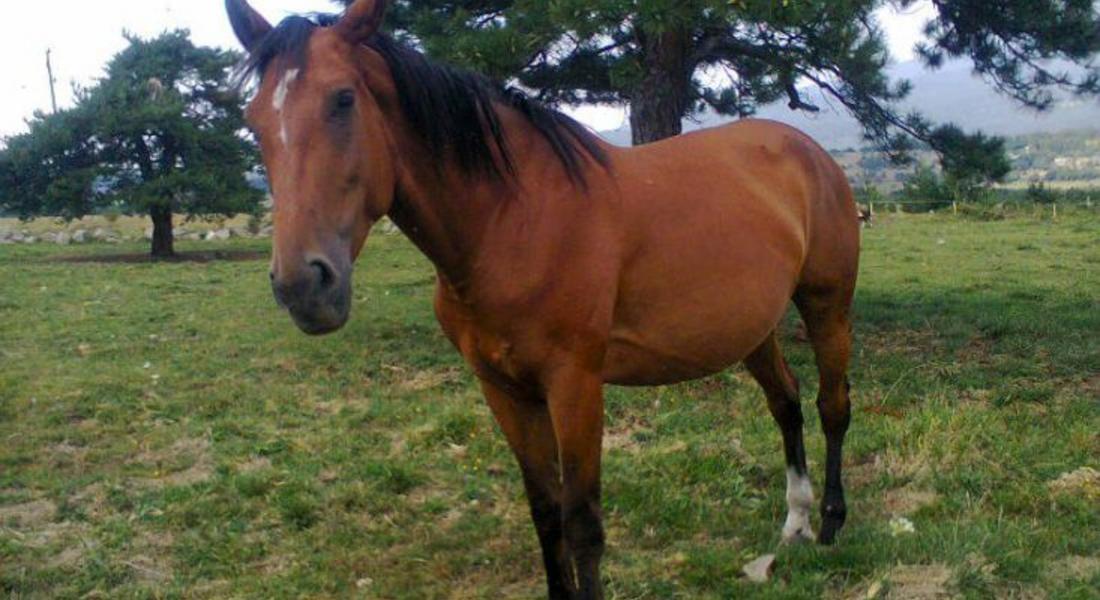 Откраднаха кобила и дървен самар от селскостопанска сграда в Сивино