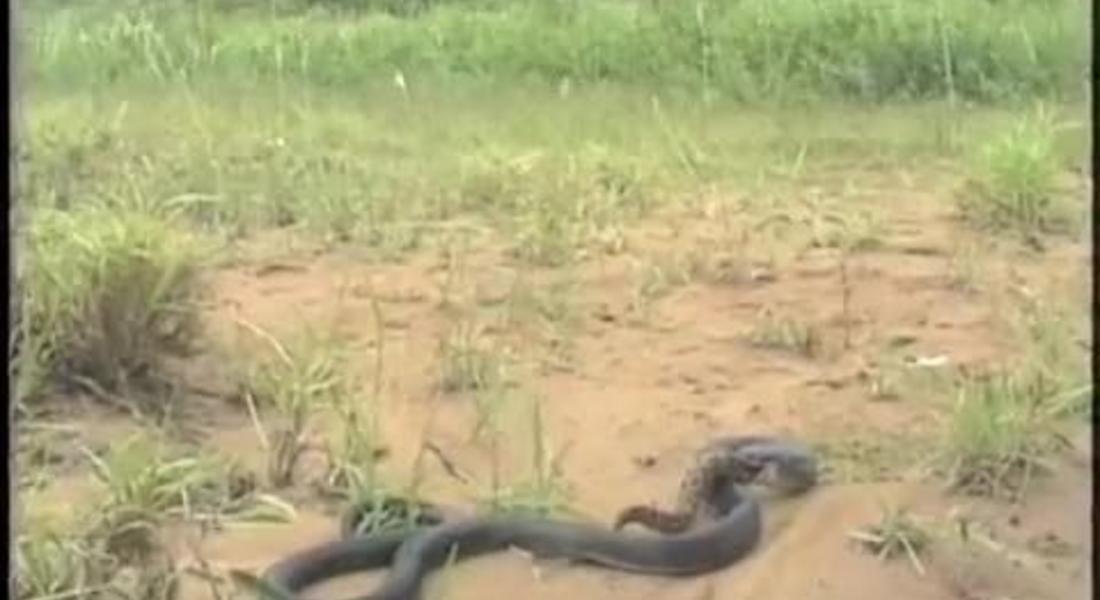 Над 200 змии изпълзяха под подпорна стена в село Търън