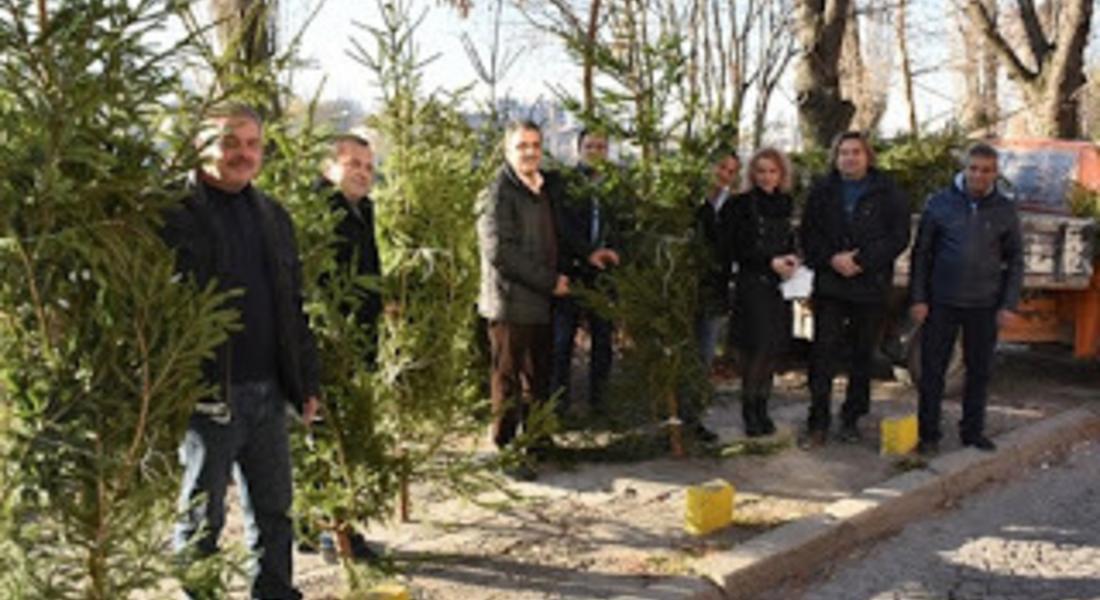 Кметът на Доспат Елин Радев подари елхи на община Марица
