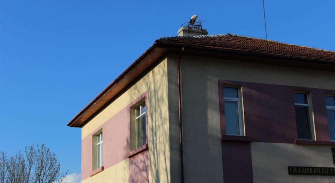 Щъркел се оглежда за гнездото на сградата на Община Доспат