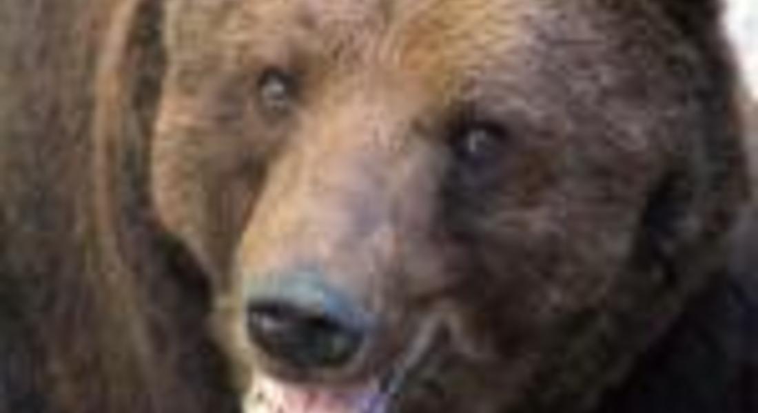 АФП: За мечките и хората в България