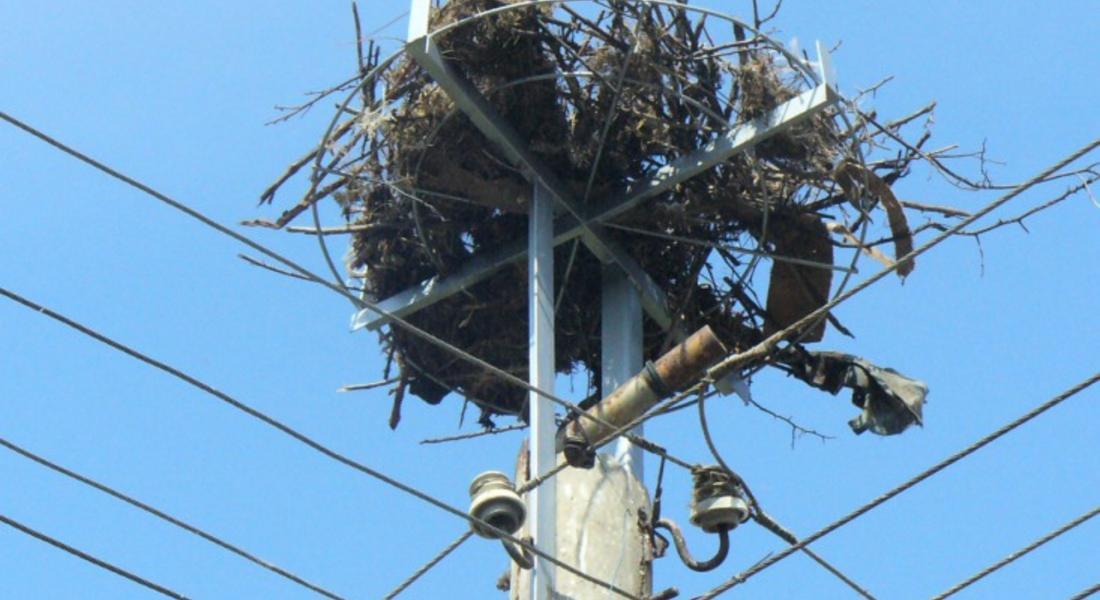 EVN посреща щъркелите тази година с 210 нови платформи за гнезда по стълбове от електроразпределителната мрежа