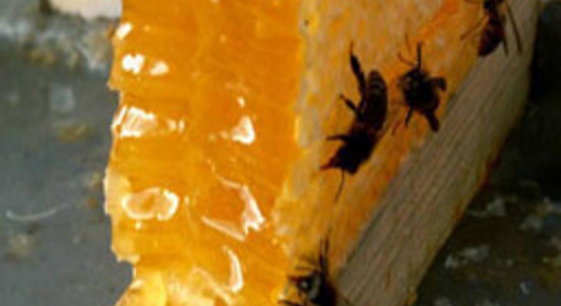 До лев по-скъп мед, прогнозират пчелари