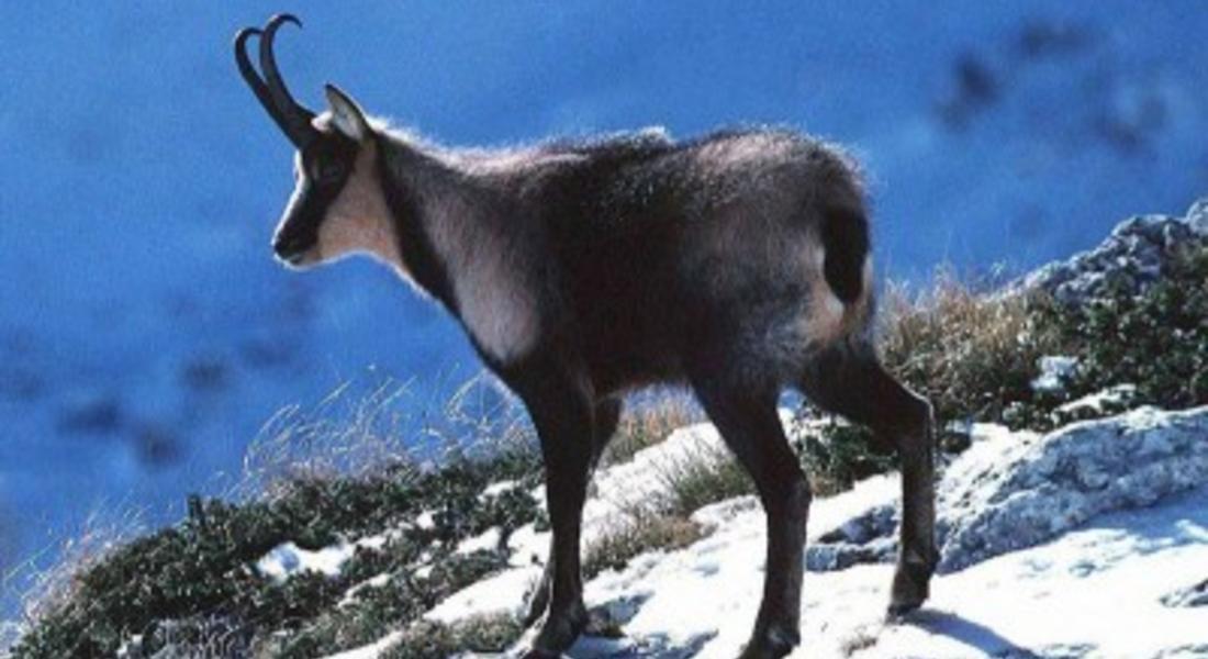  Популацията на дивата коза в Западните Родопи е стабилна