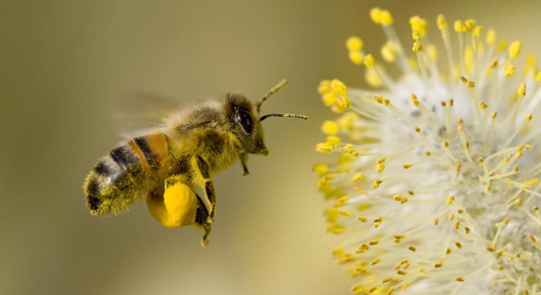  Как ЕП иска да защити пчелите и други опрашители 