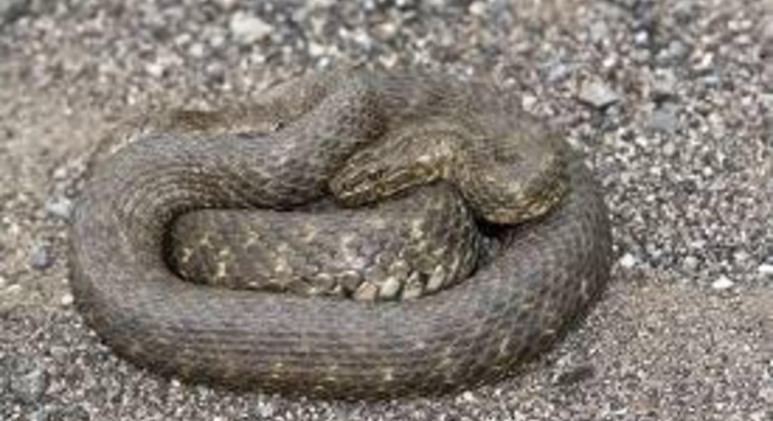 Спасители вадиха змия от шахта на магазин в Девин