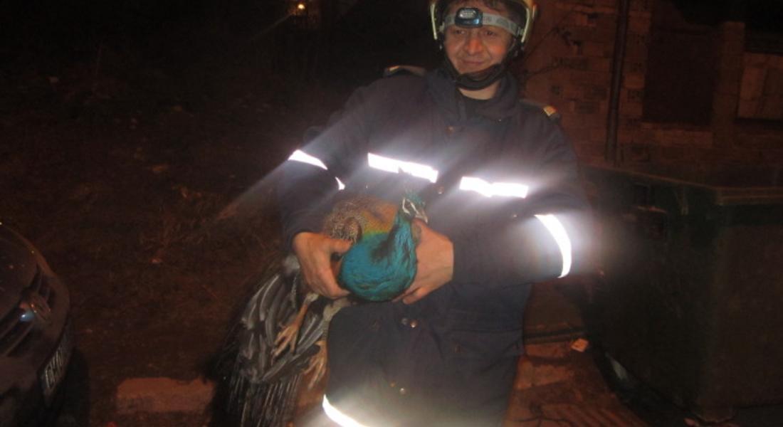 Екип на група "Спасителни дейности" спаси избягал паун в Смолян