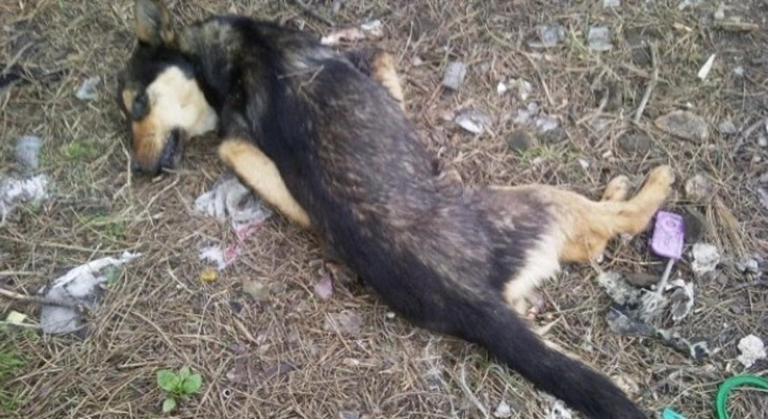 Разследват шест мъртви безстопанствени кучета на връх Перелик
