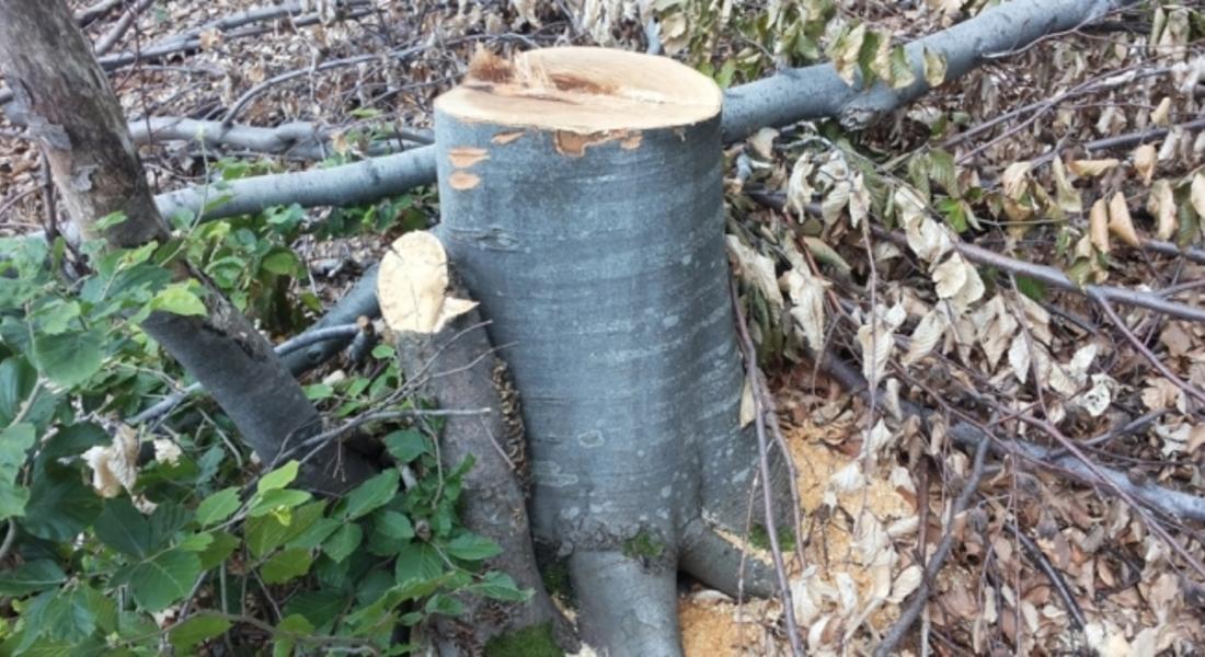Незаконна сеч на 11 дървета установиха в местност край Чокманово