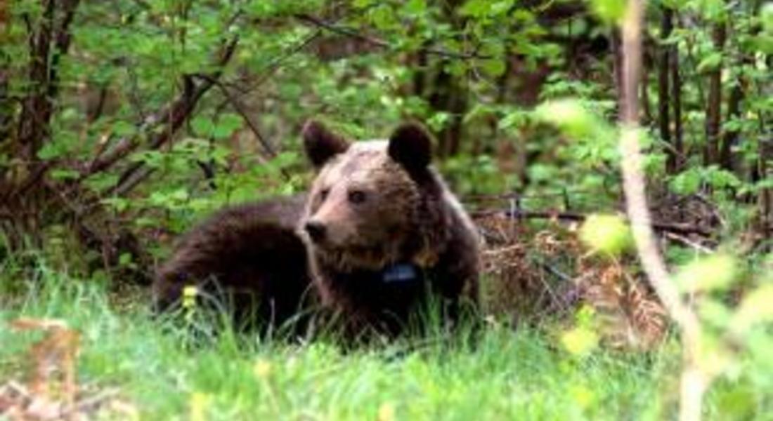 С каракачанки, електропастири и плодни насаждения пазят родопчани от мечки