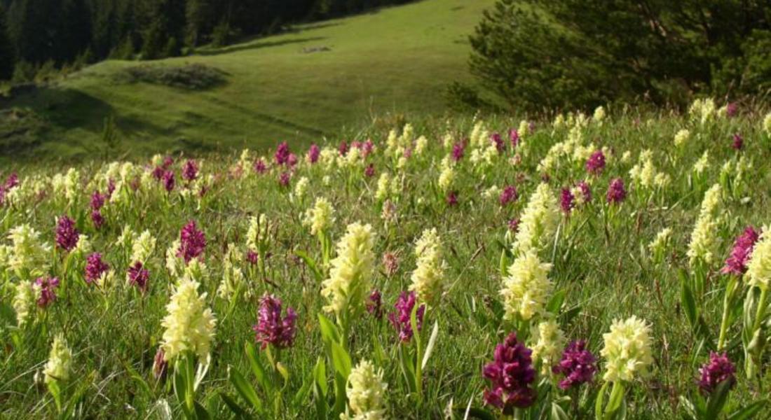  Отново Фестивал на дивите цветя в Родопите