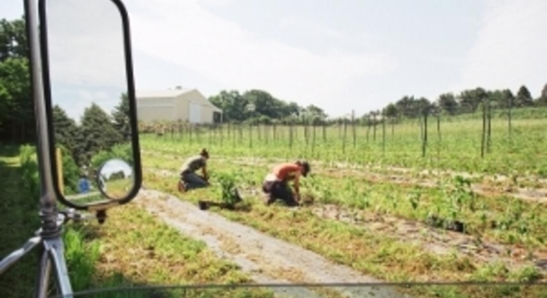 Набират работници за бране на грах в Португалия и Дания