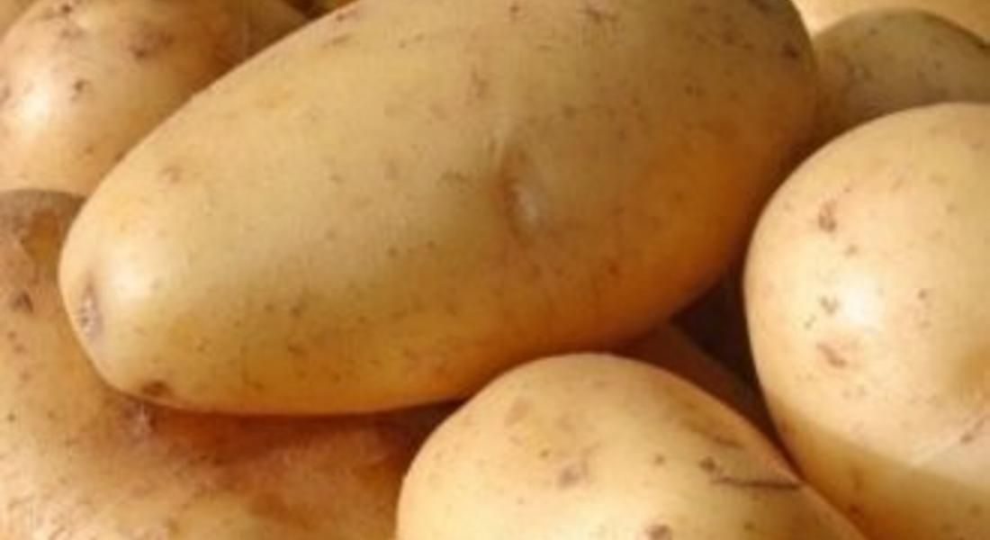 Смолянчани се връщат към отглеждането на картофи заради увеличената им цена
