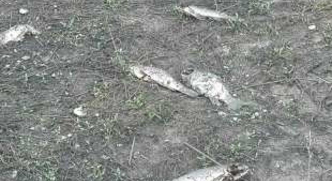 Експерти провериха сигнал за мъртва риба в река Чепеларска 