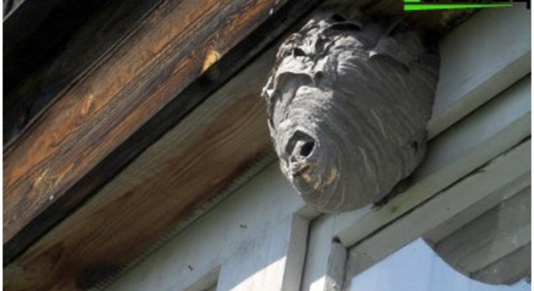 Огнеборци отстраняваха гнезда на оси на покрив на къща в Стража