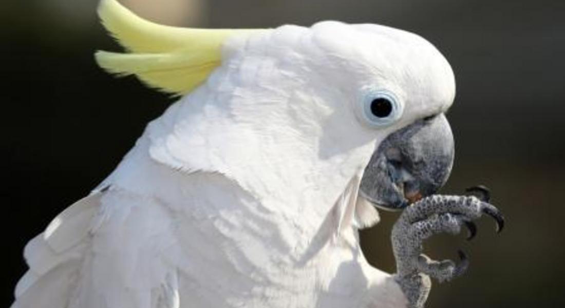 Издирват папагал, изчезнал в смолянското село Соколовци
