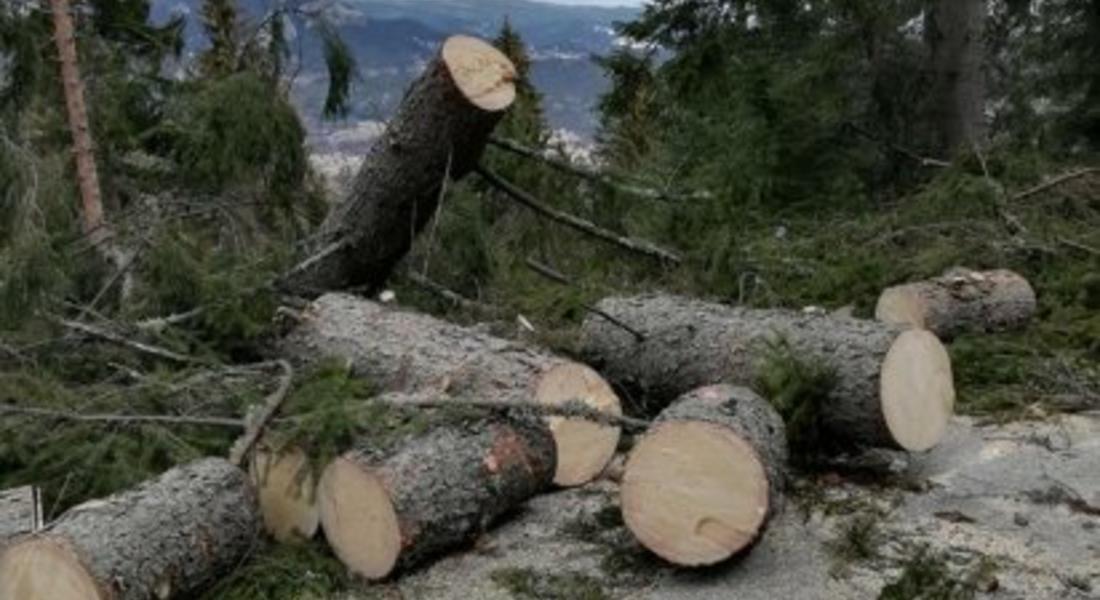 Голяма част от повалената дървесина в района на Пампорово е добита