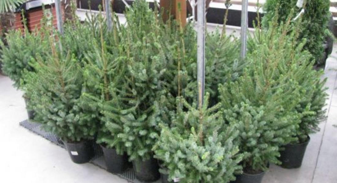 Над 20 000 елхи пускат на пазара за Коледа в Смолян