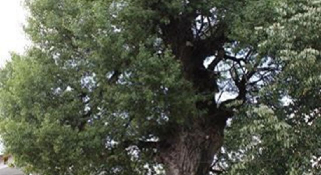 Топола на 220 г. от с. Барутин участва в конкурса „Дърво с корен“