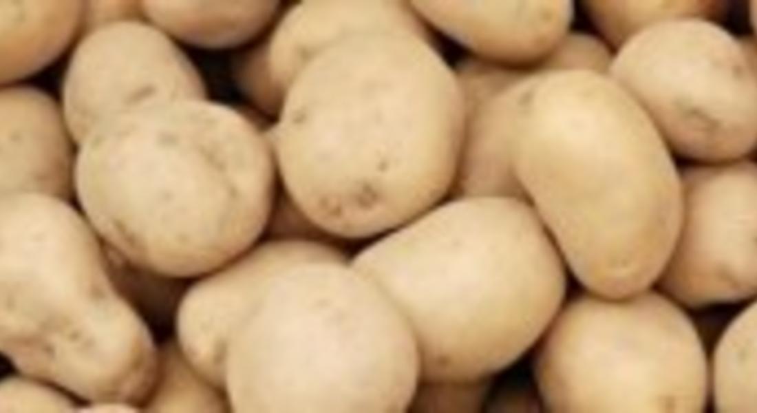 Фонд „Земеделие" изплаща субсидиите на производителите на картофи 