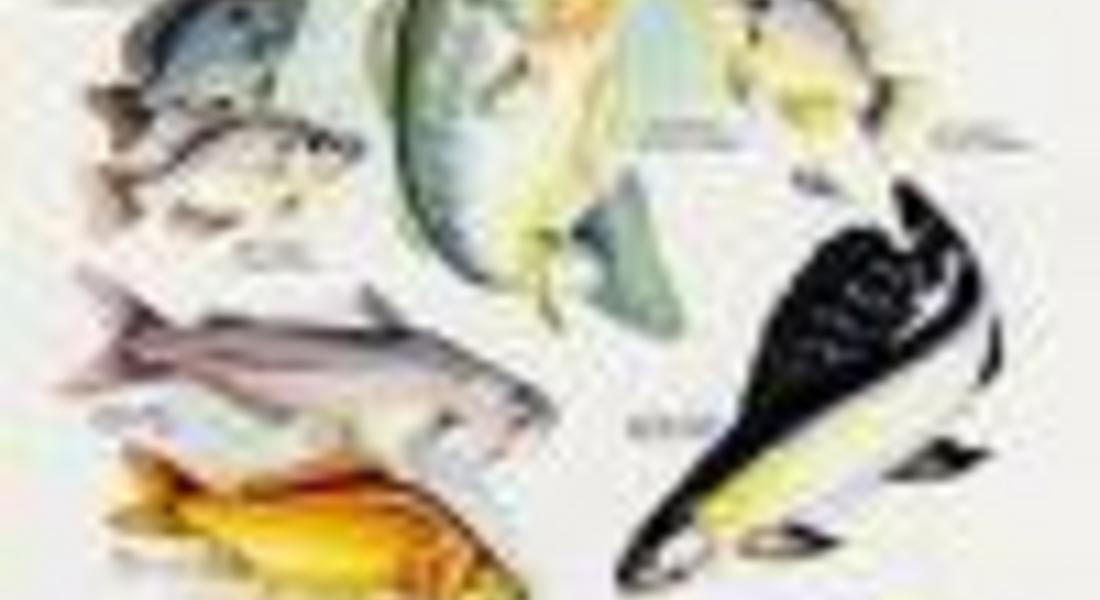 ИАРА отвори мярка „Акваекологични мерки” от ОП „Рибарство”