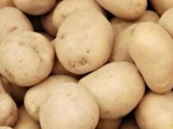 Добра картофена реколта в Доспат